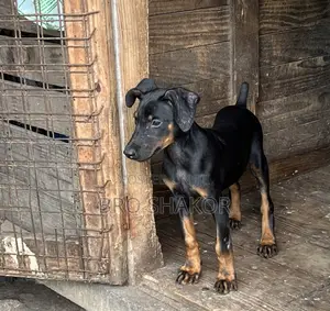 1-3 months Female Purebred Doberman Pinscher