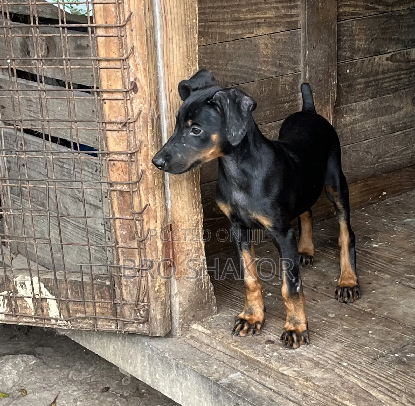 1-3 months Female Purebred Doberman Pinscher