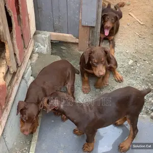 1-3 months Male Purebred Doberman Pinscher