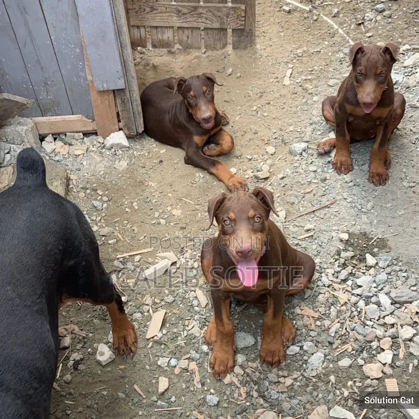 1-3 months Male Purebred Doberman Pinscher
