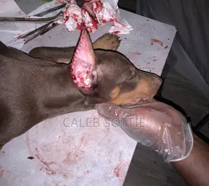 1-3 months Male Purebred Doberman Pinscher