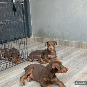 1-3 months Male Purebred Doberman Pinscher