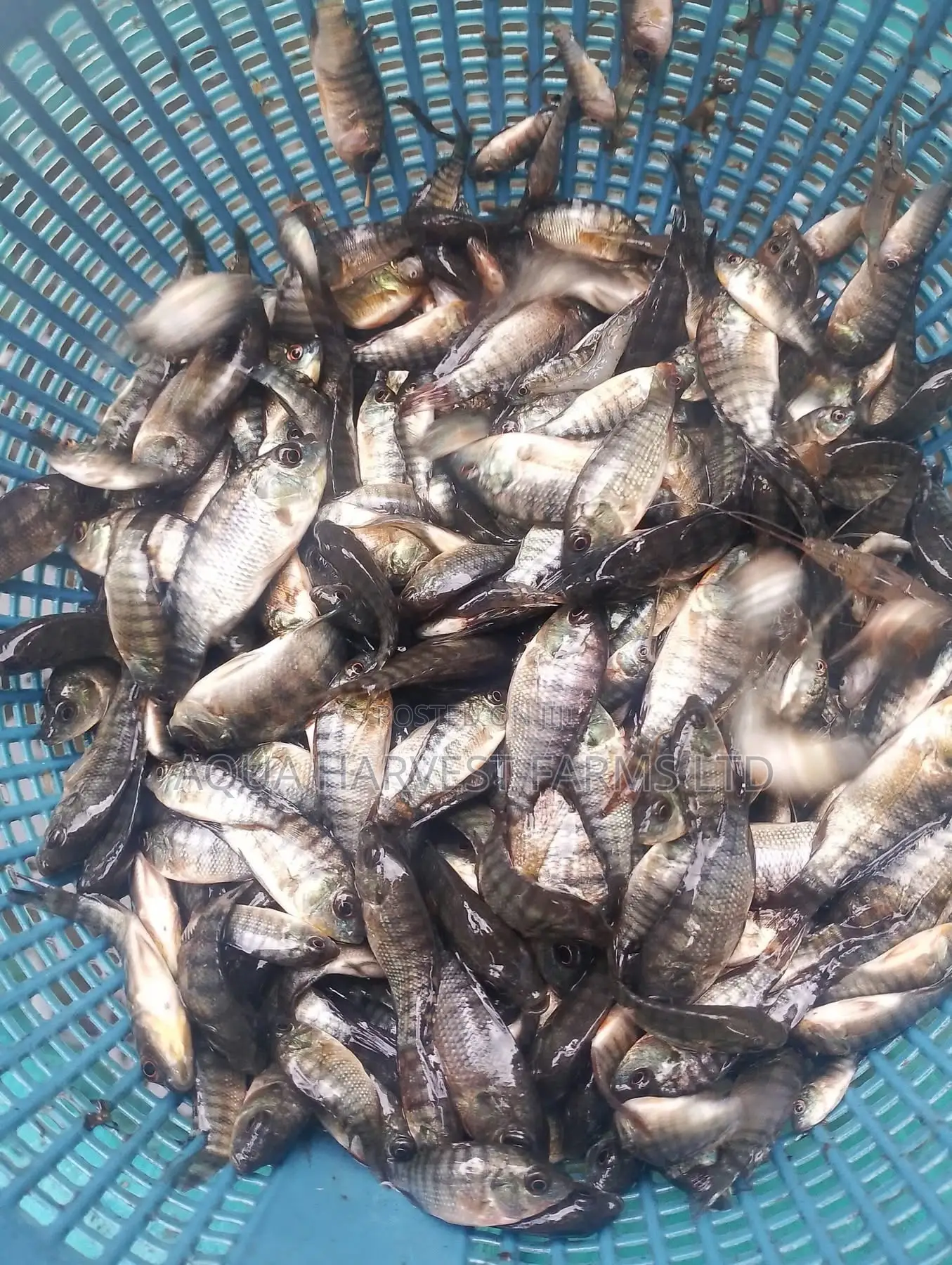 Tilapia Fingerlings