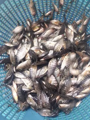 Tilapia Fingerlings