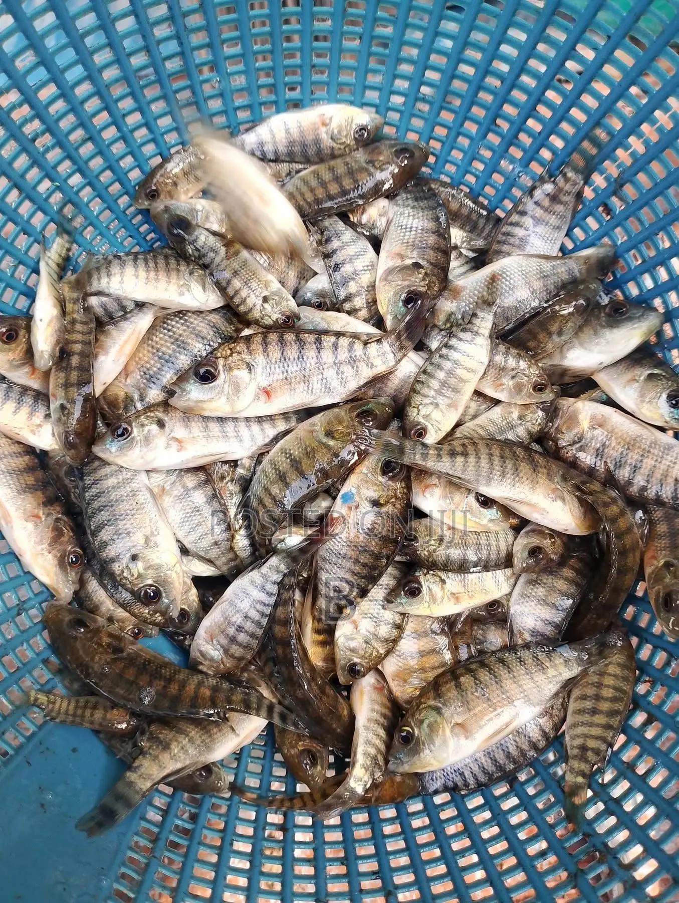 Tilapia Fingerlings