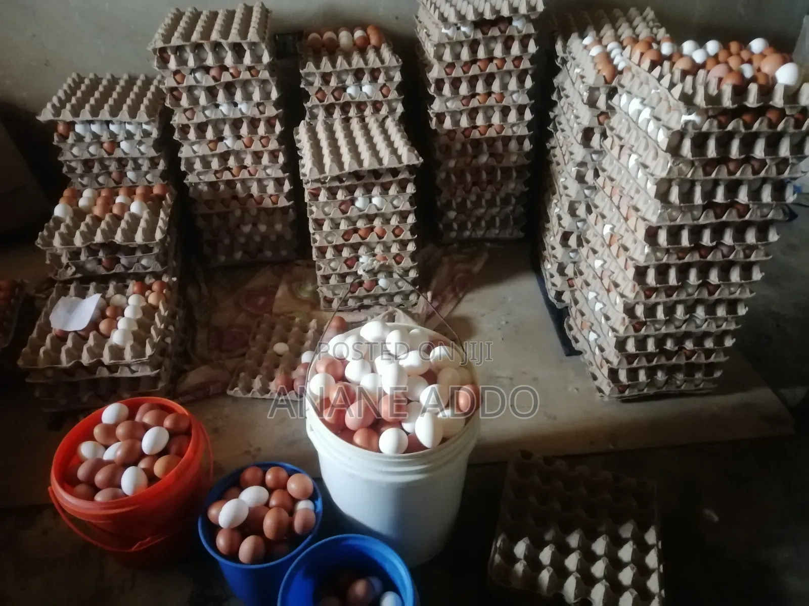 Quality Eggs for Sell Fresh From Farm
