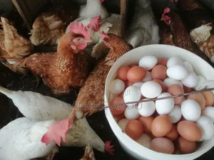 Quality Eggs for Sell Fresh From Farm