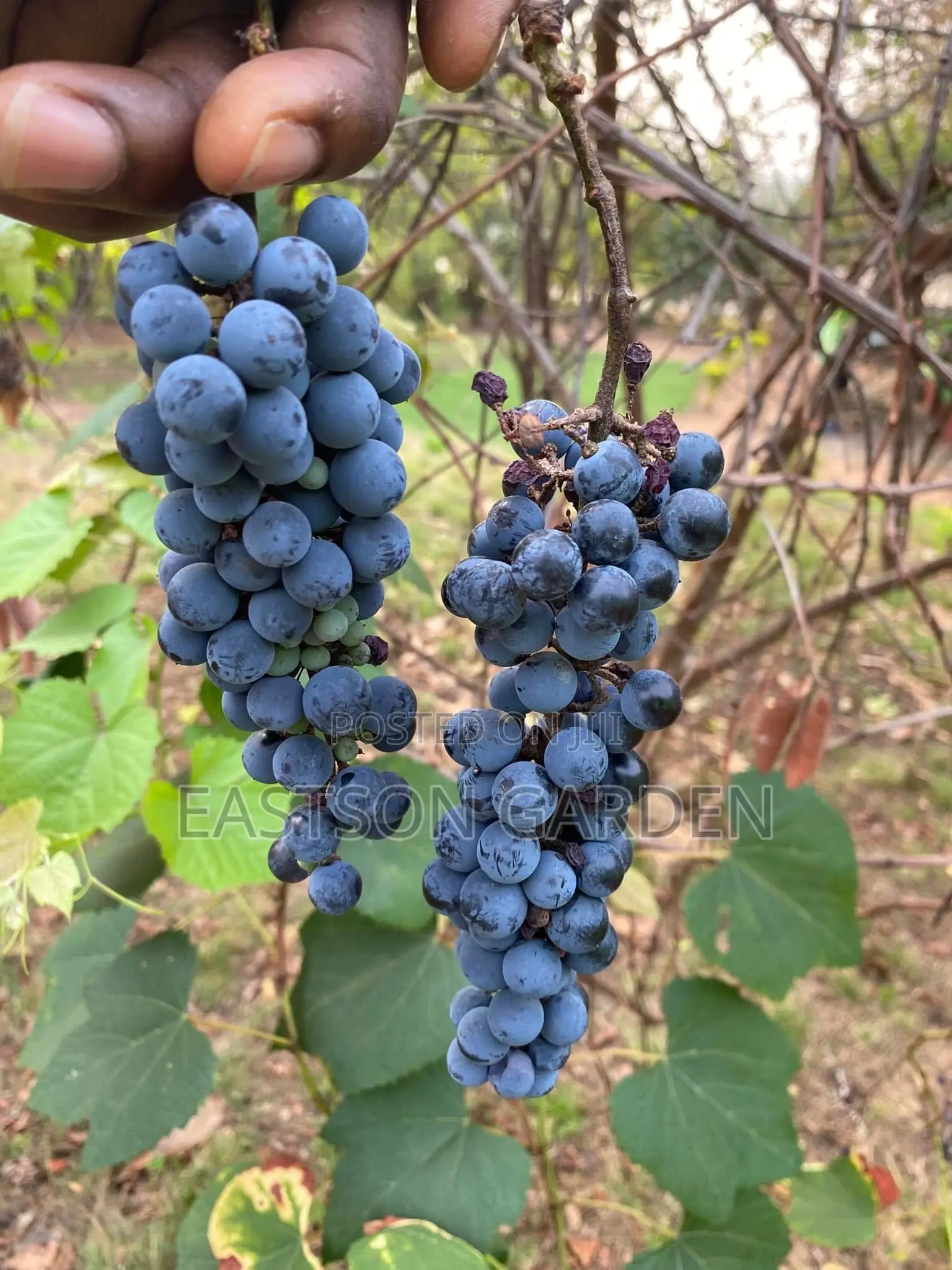 Exotic Grapes Seedless Table