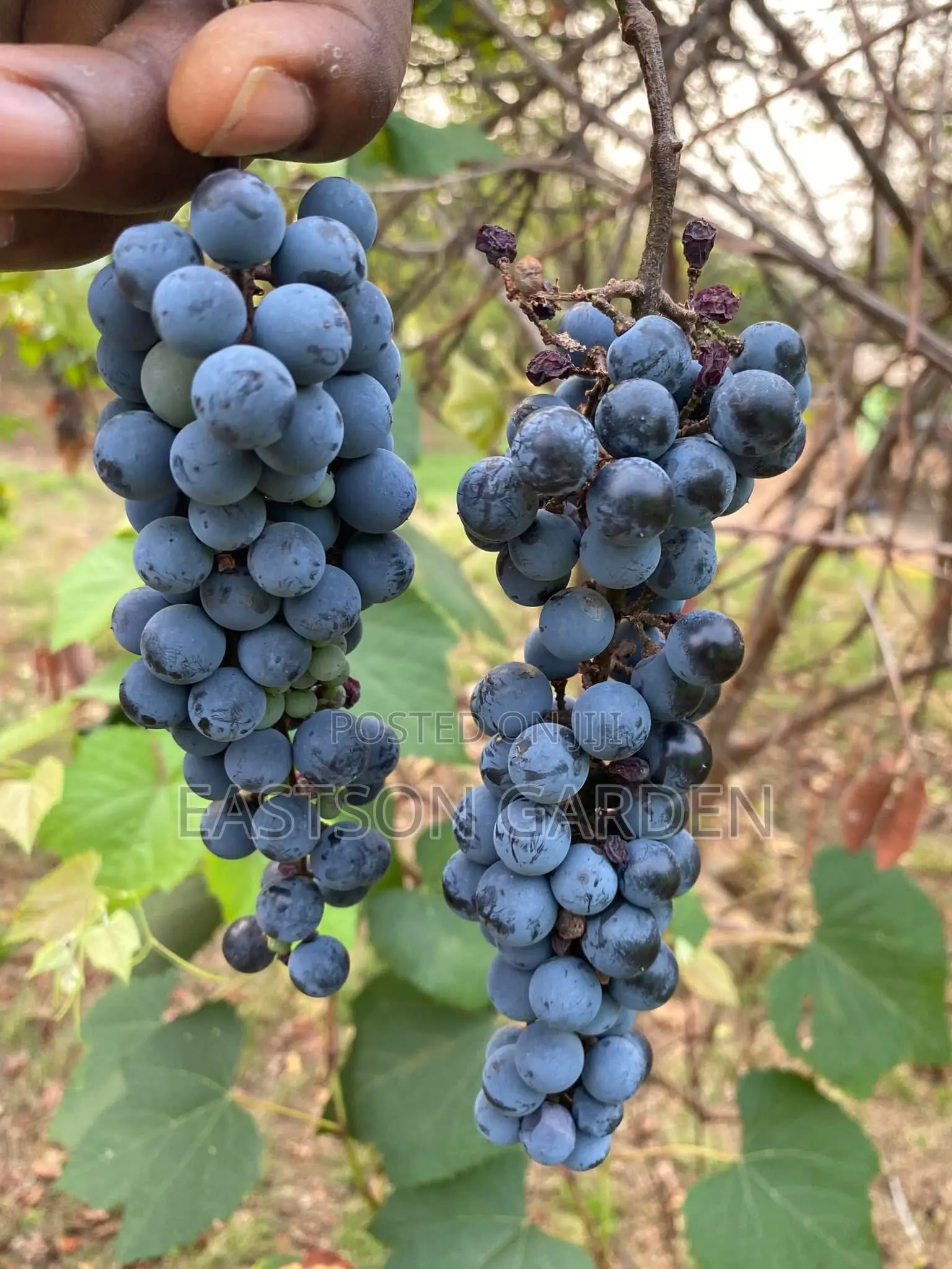 Exotic Grapes Seedless Table