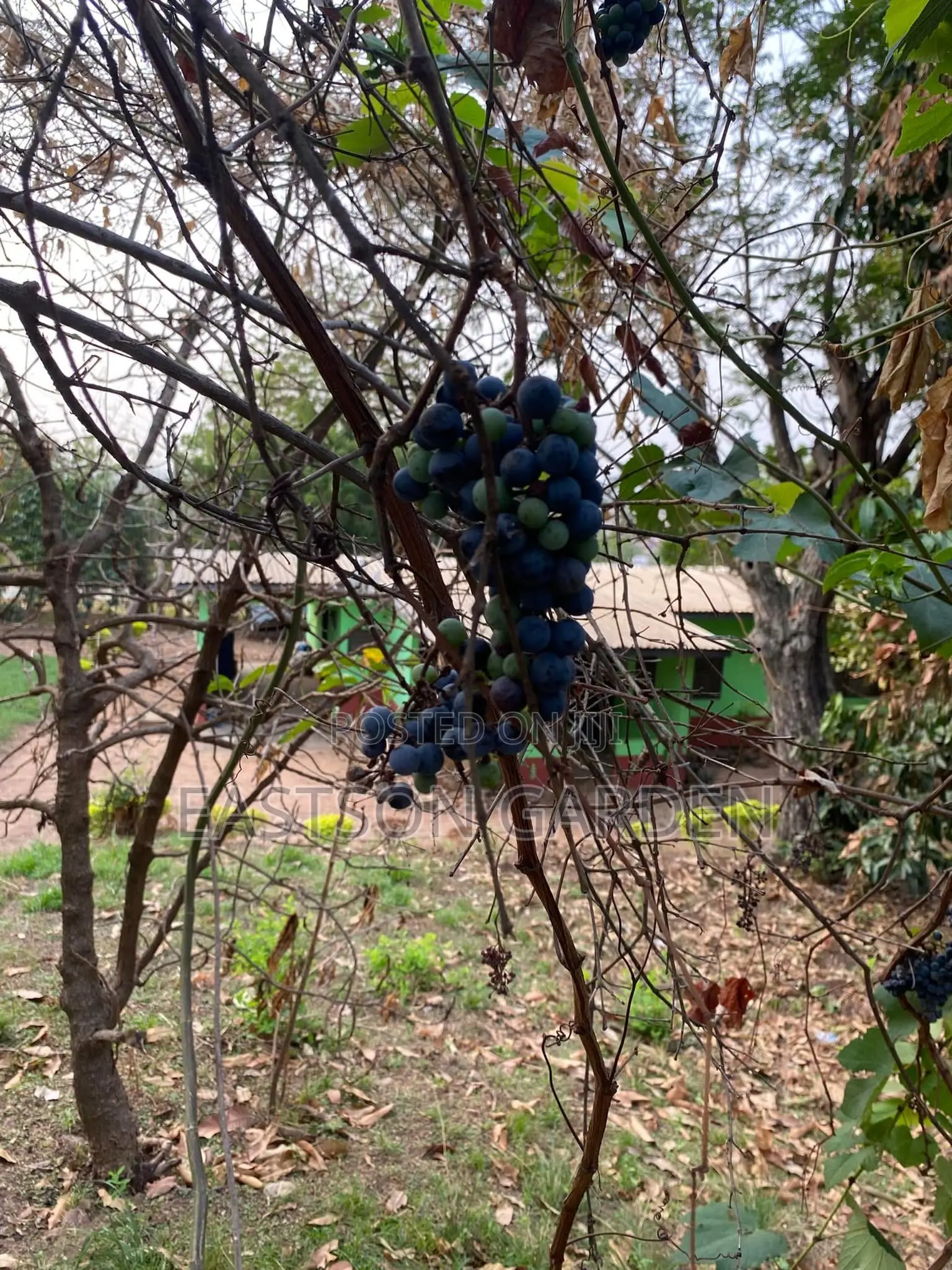 Exotic Grapes Seedless Table