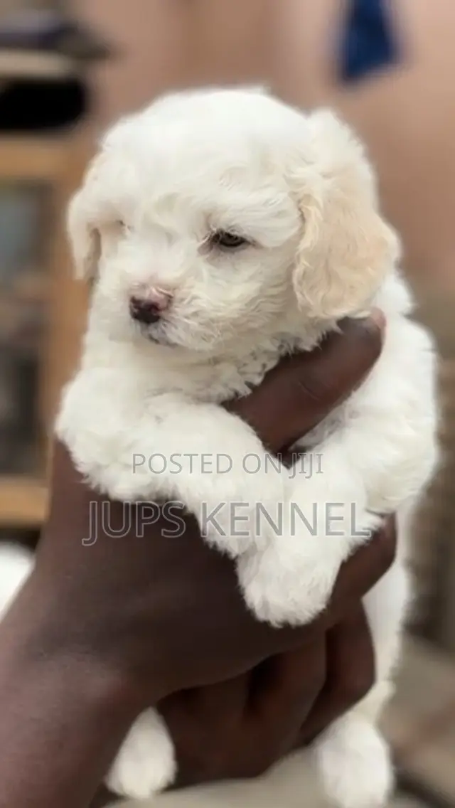 1-3 months Female Purebred Poodle