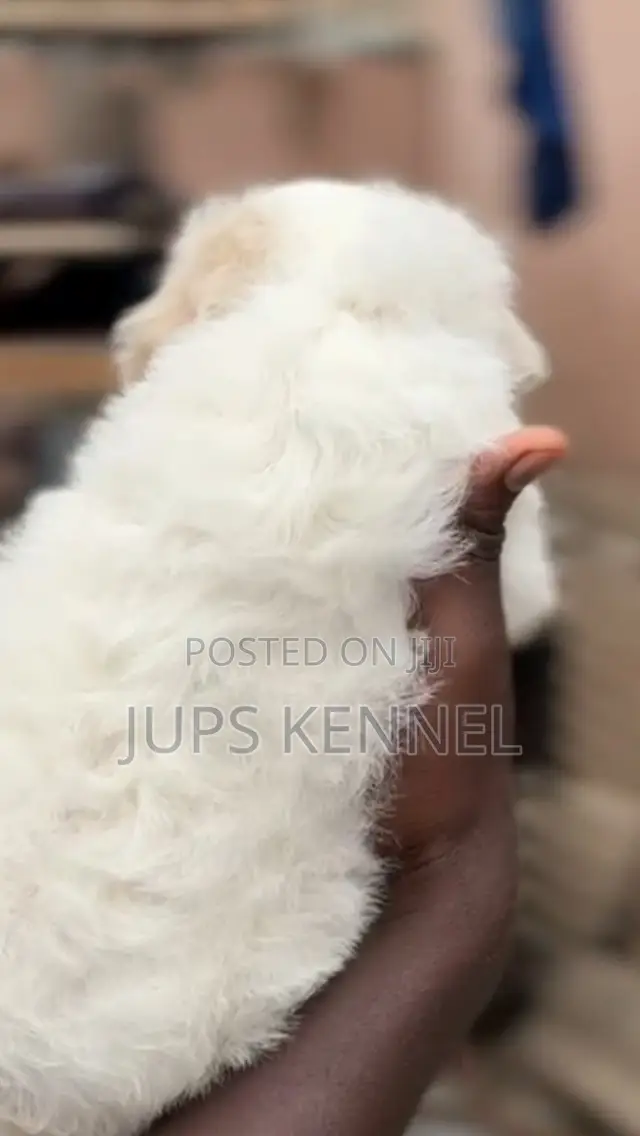 1-3 months Female Purebred Poodle