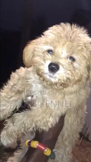 1-3 months Male Purebred Poodle
