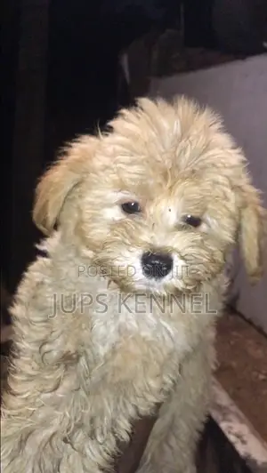 1-3 months Male Purebred Poodle