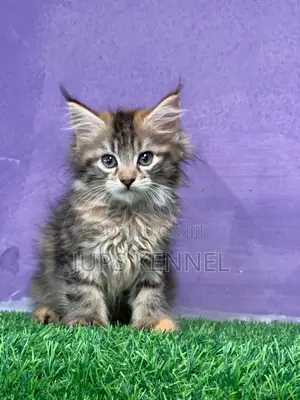 1-3 months Female Purebred Maine Coon