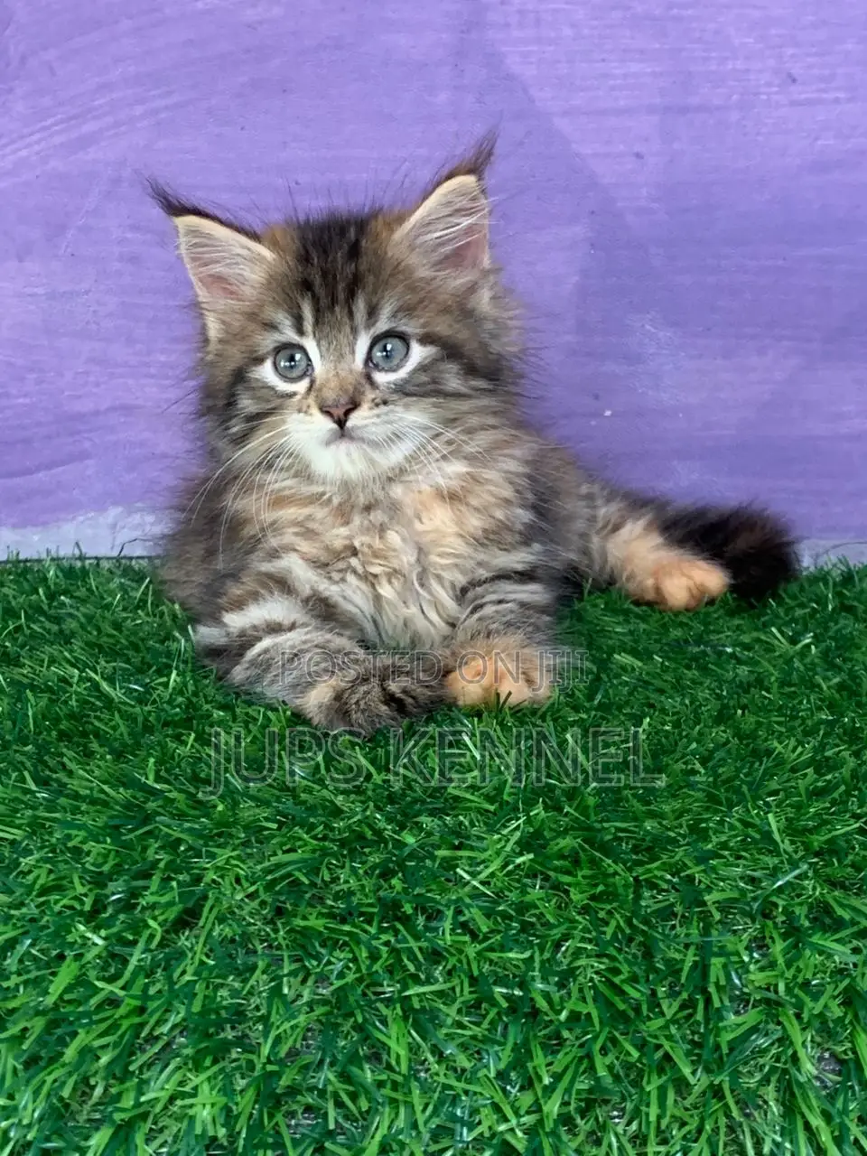 1-3 months Female Purebred Maine Coon