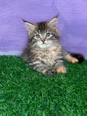 1-3 months Female Purebred Maine Coon