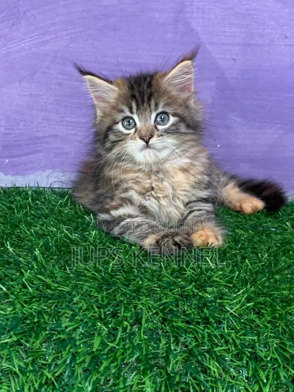1-3 months Female Purebred Maine Coon