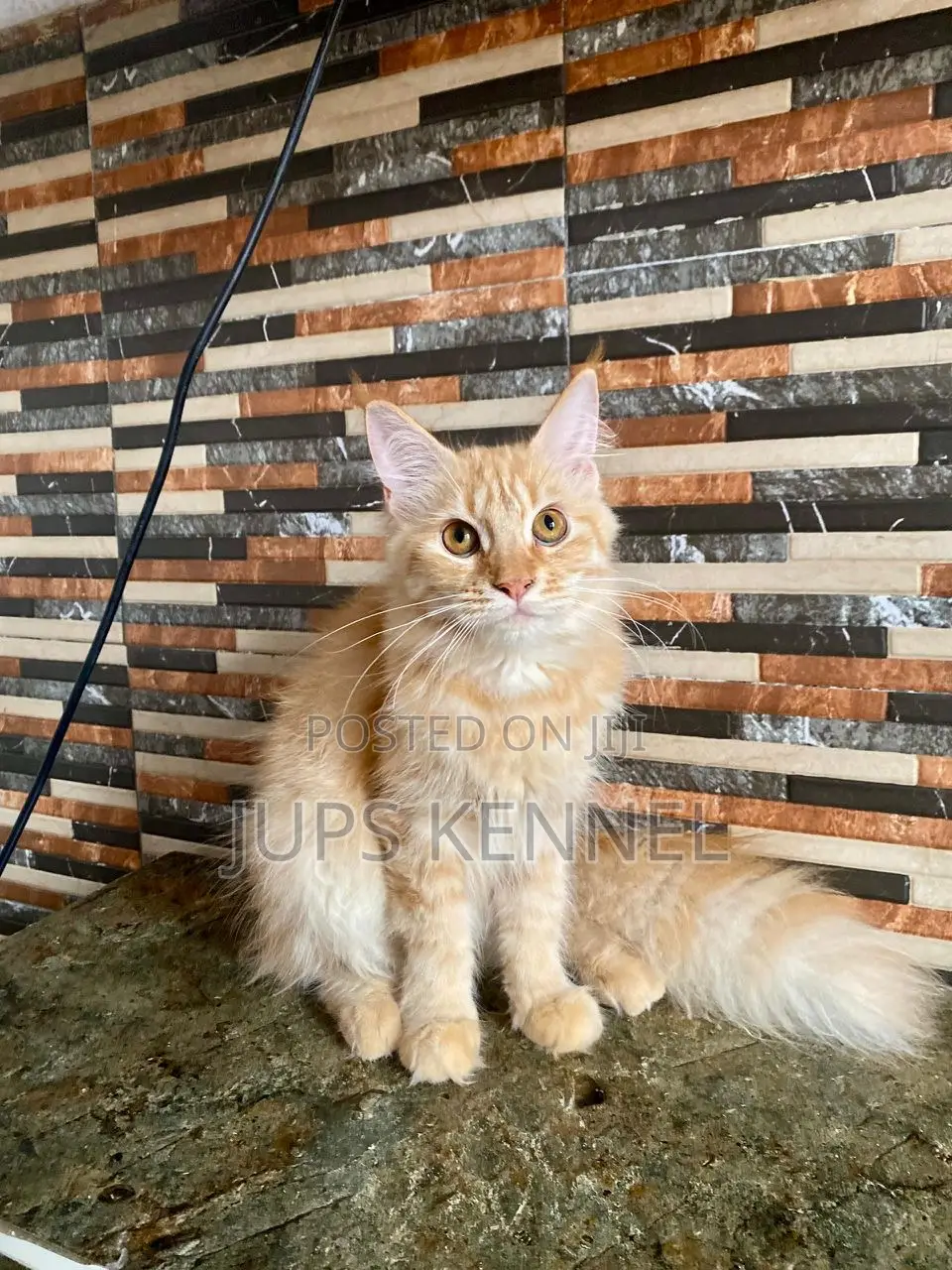 3-6 months Female Purebred Maine Coon
