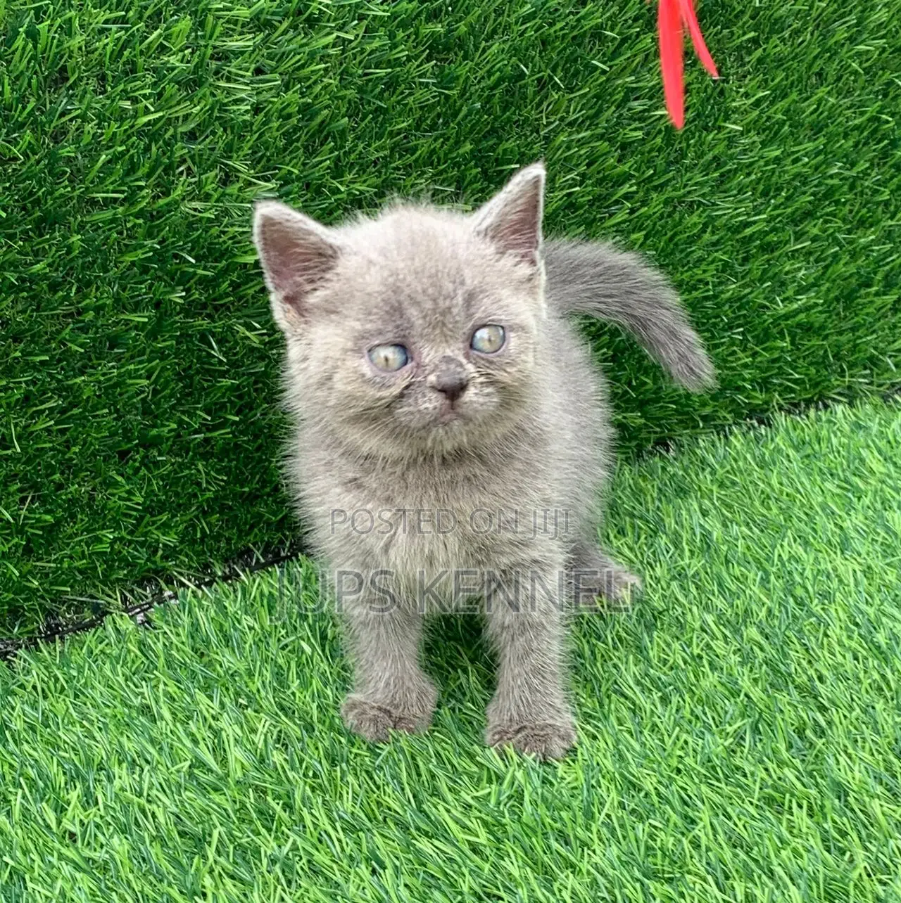 1-3 months Male Purebred Persian