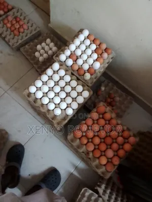 Fresh Eggs for Sale