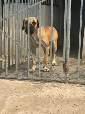 6-12 months Female Purebred Boerboel