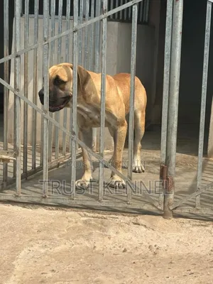 6-12 months Female Purebred Boerboel