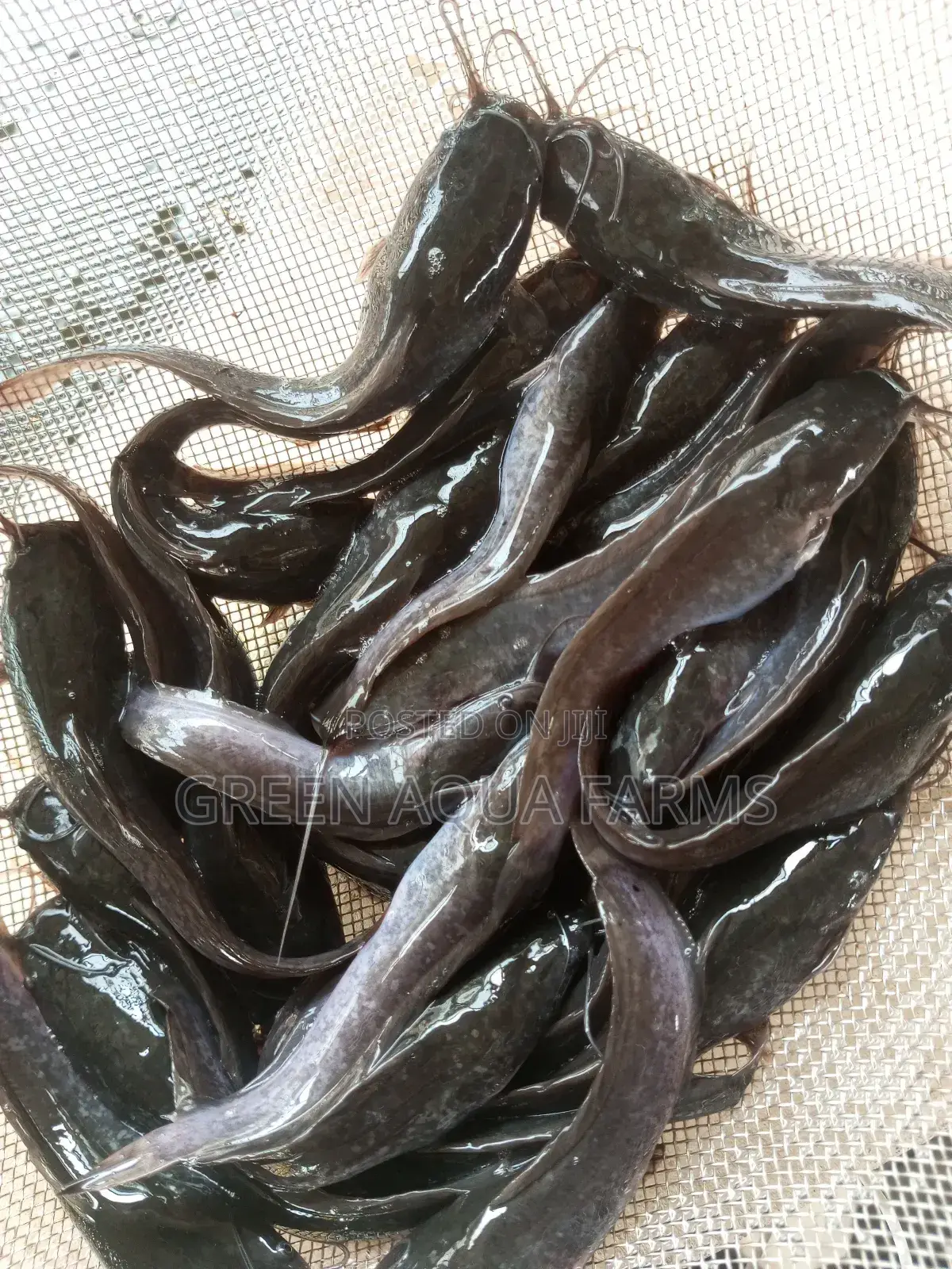 Catfish Fingerlings and Juveniles