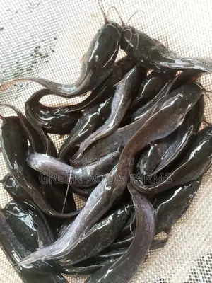 Catfish Fingerlings and Juveniles