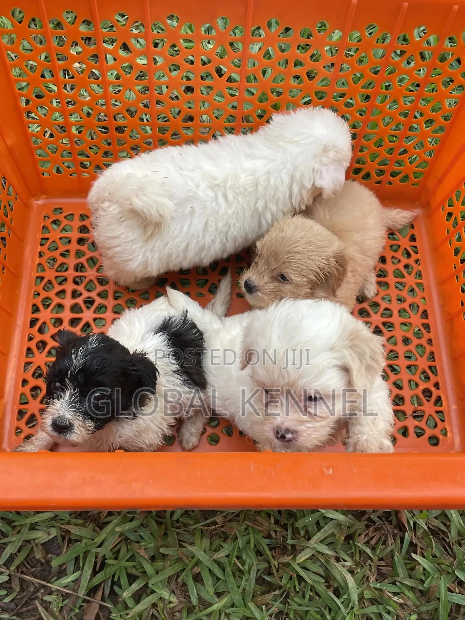 1-3 months Female Purebred Poodle