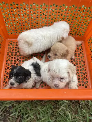 1-3 months Female Purebred Poodle