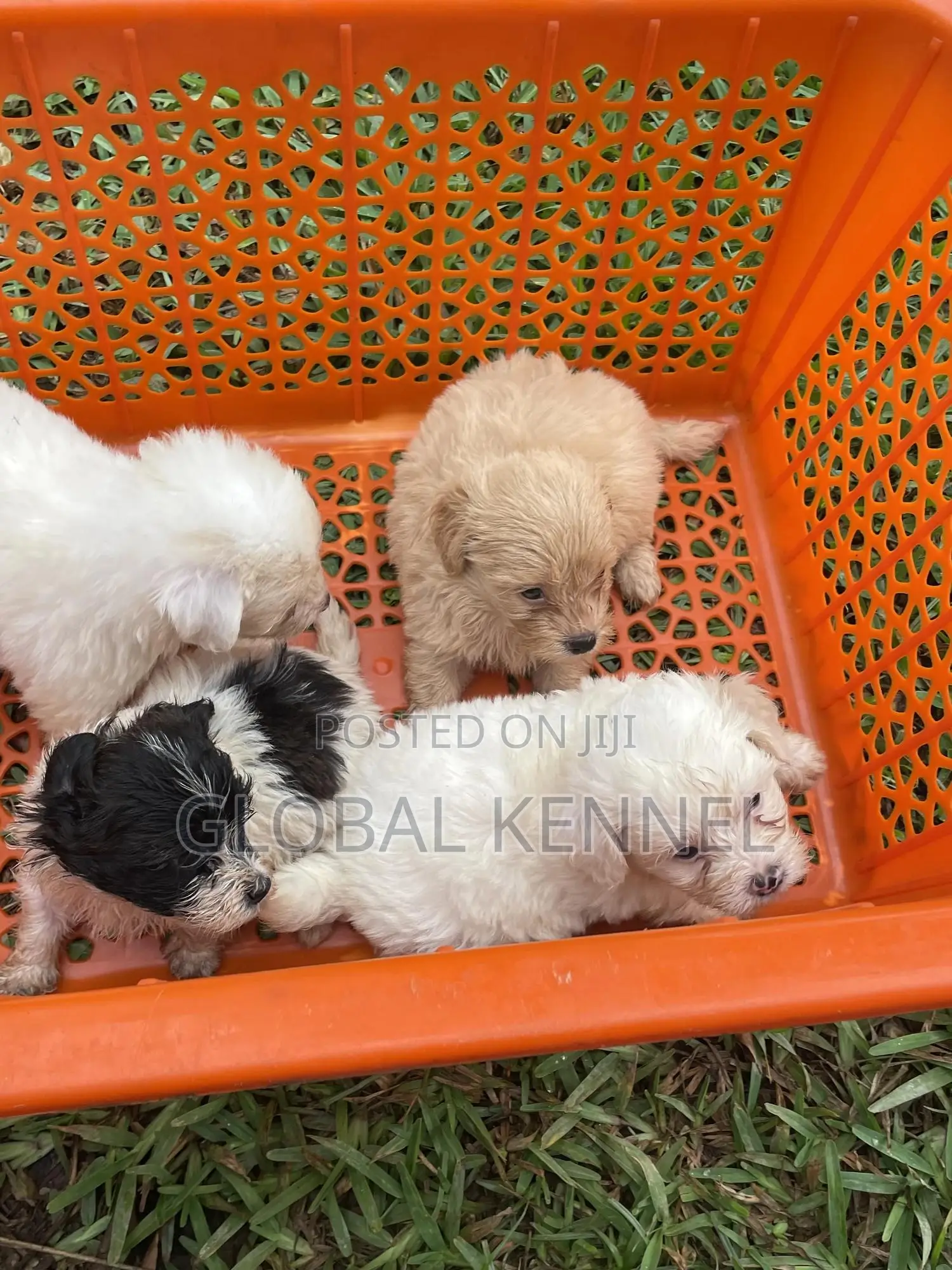 1-3 months Female Purebred Poodle