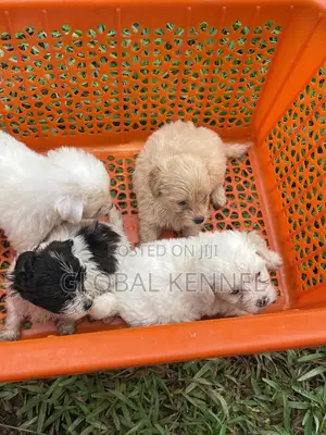 1-3 months Female Purebred Poodle