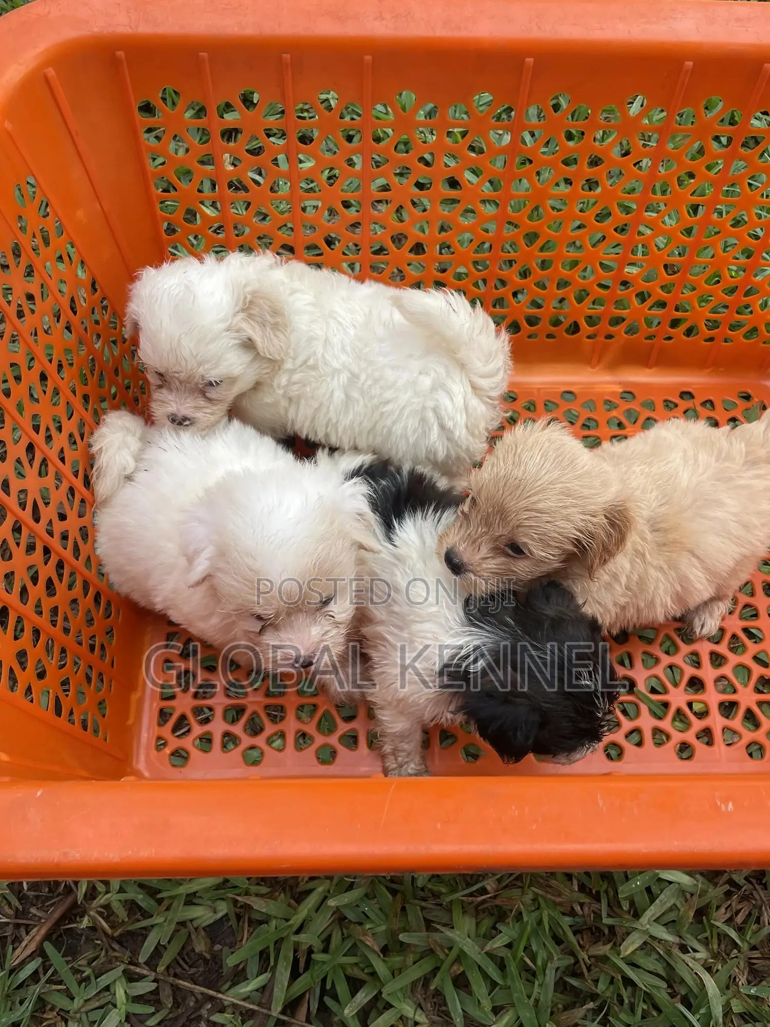 1-3 months Female Purebred Poodle