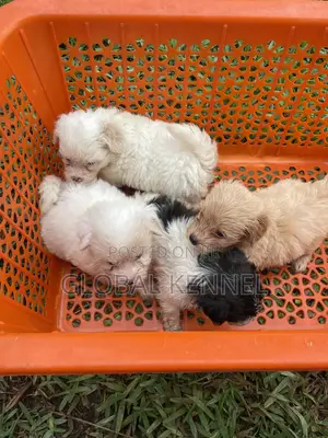 1-3 months Female Purebred Poodle