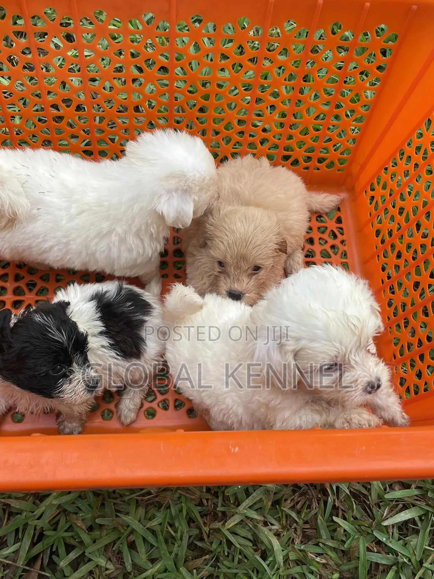 1-3 months Female Purebred Poodle