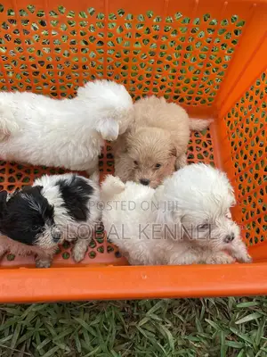 1-3 months Female Purebred Poodle