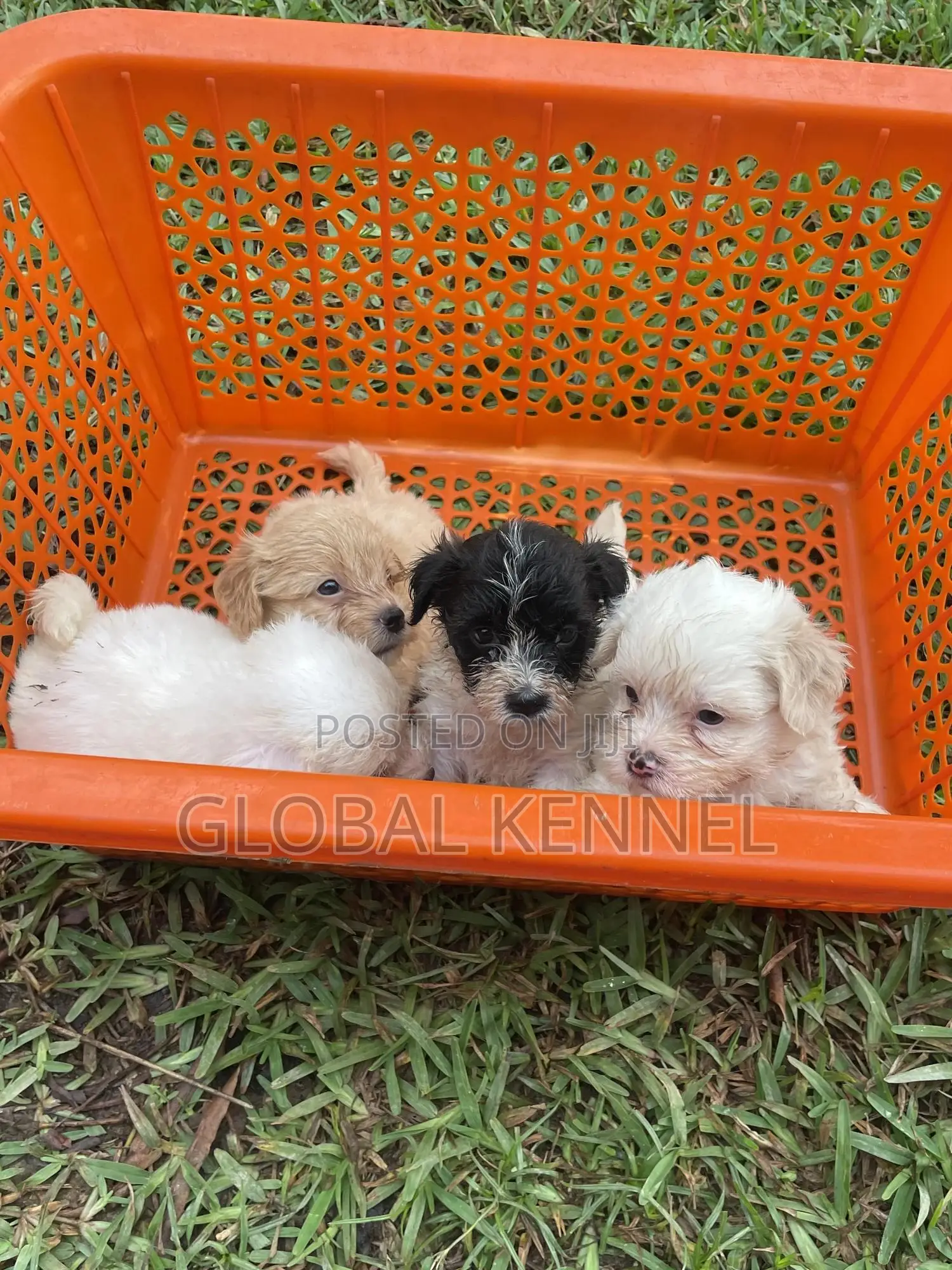 1-3 months Female Purebred Poodle