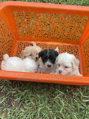 1-3 months Female Purebred Poodle