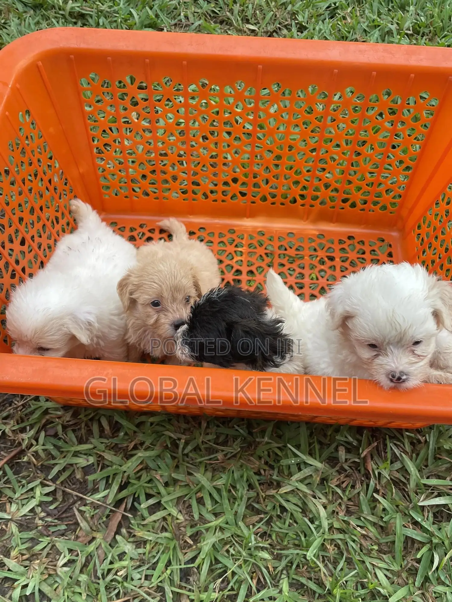 1-3 months Female Purebred Poodle
