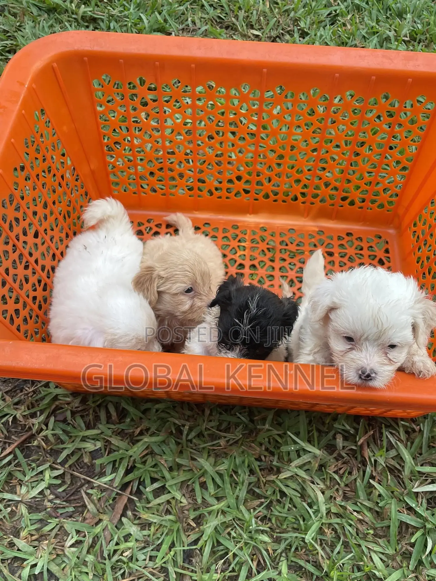 1-3 months Female Purebred Poodle