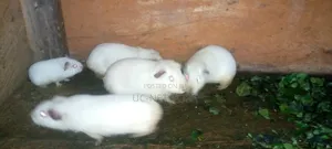 White Color Local Guinea Pig Available for Sale