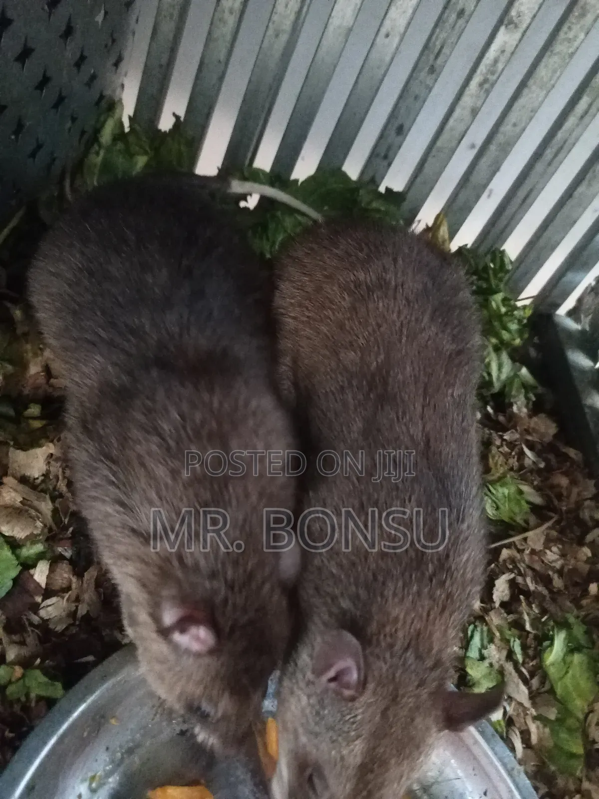 African Giant Pouched Rat - Kusie. Read Description