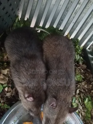 African Giant Pouched Rat - Kusie. Read Description