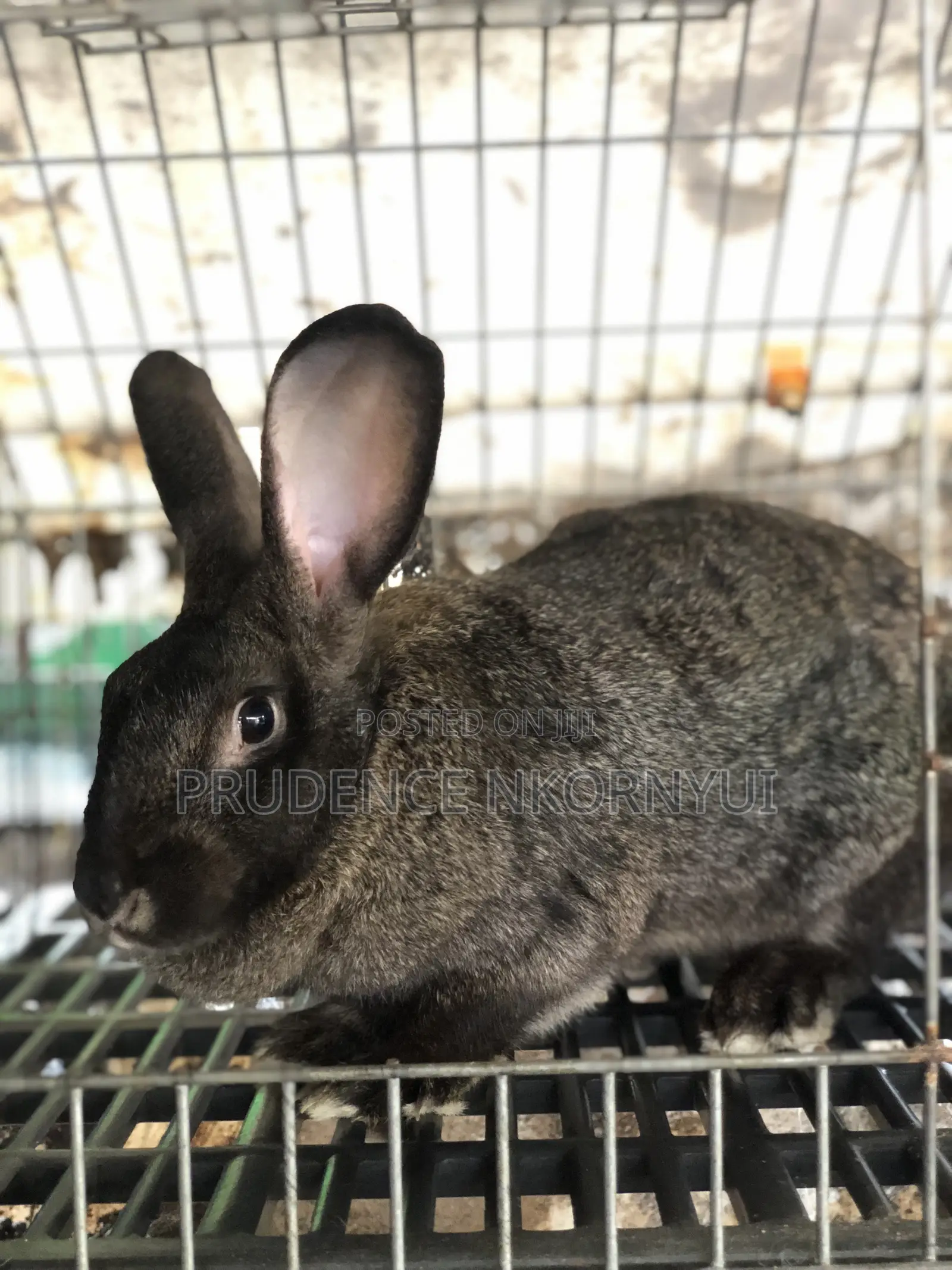 Meat Rabbits