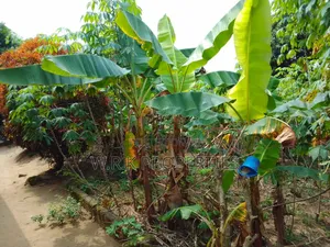 3 Plots of Land for Sale at Koforidua