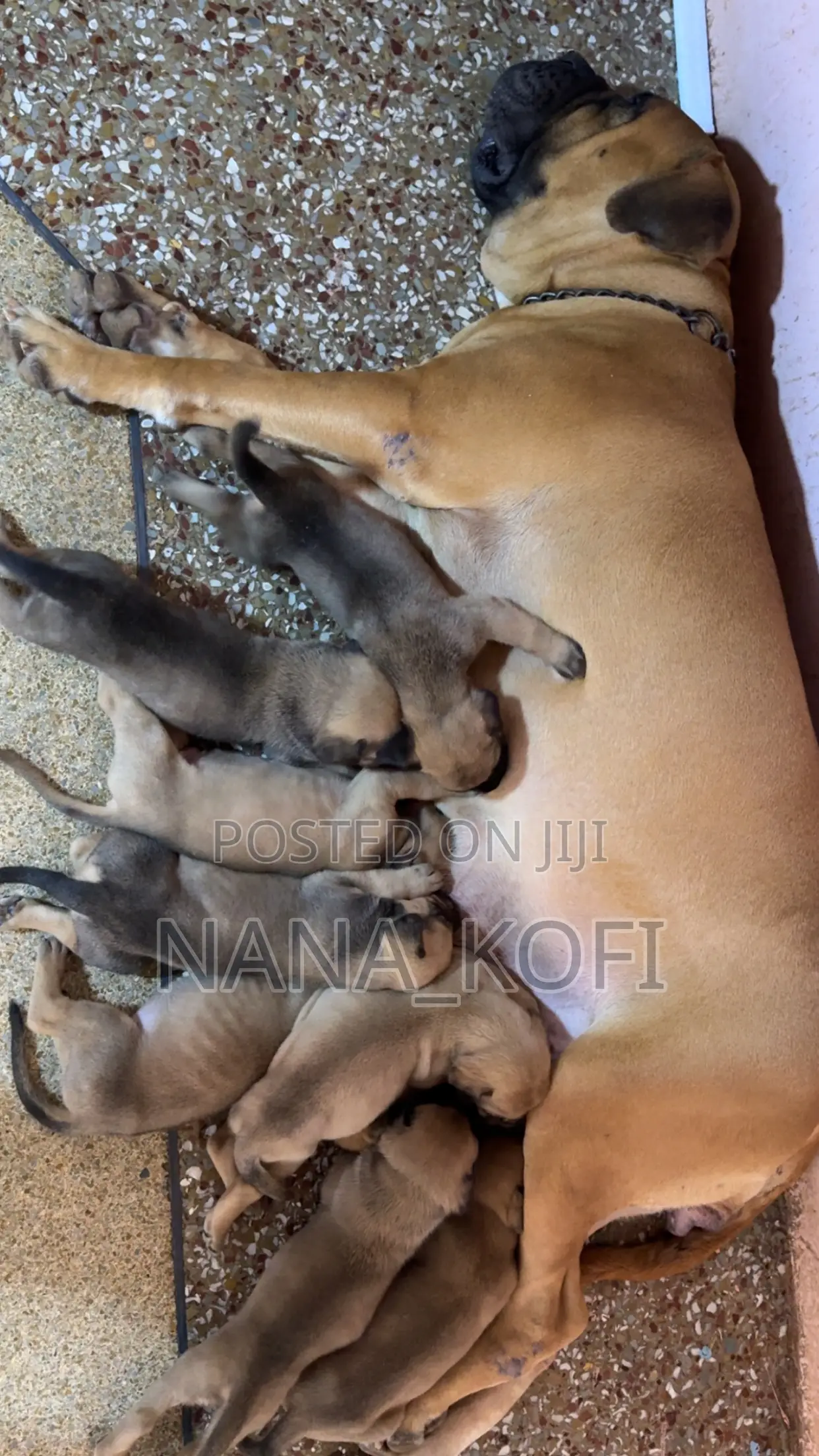 0-1 month Male Purebred Mastiff
