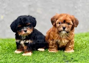 1-3 months Female Purebred Lhasa Apso