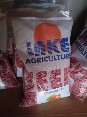 Maize Seed (White Corn)