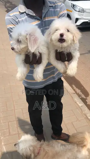 1-3 months Female Purebred Poodle